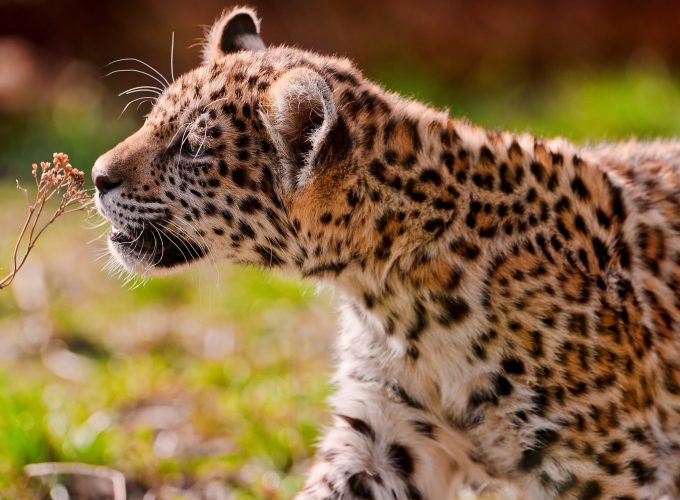 Wallpaper Leopard, cub, eyes, grass, walk, Animals 101252394
